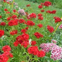 Dianthus barbatus 'Messager melange'